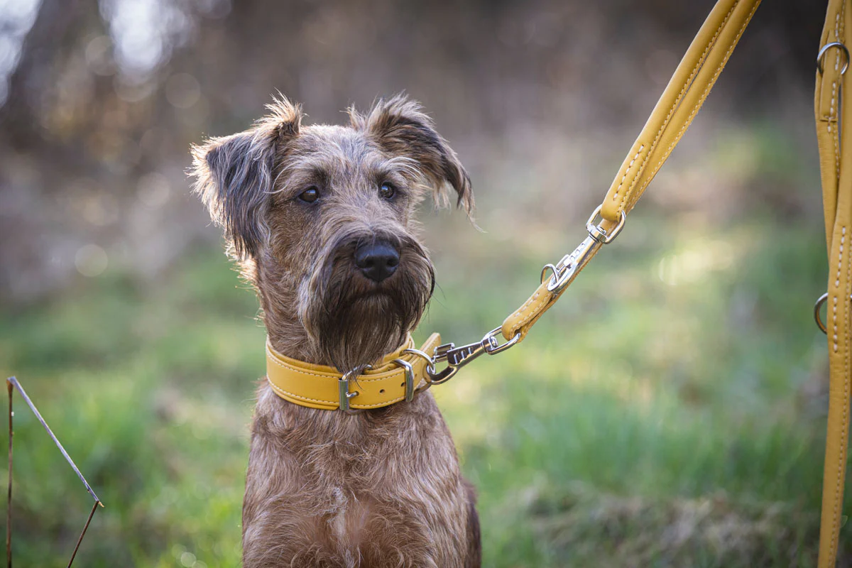 Exklusive Lederkunst für Ihren Hund